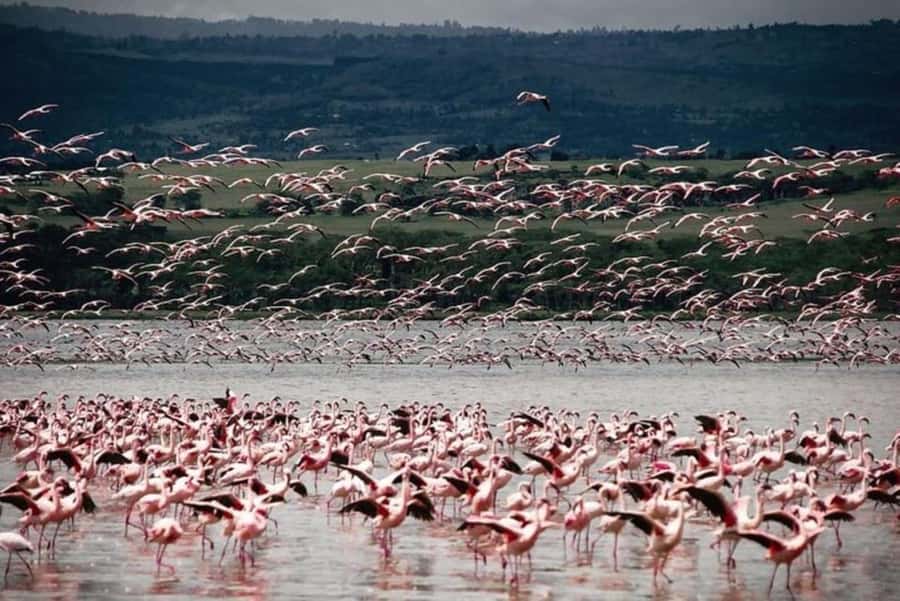 From Nairobi: Lake Nakuru National Park Full-Day Tour - Flamingos and the bird sanctuary story