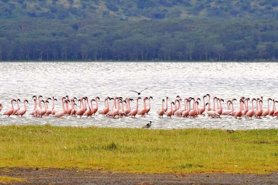 From Nairobi: Lake Nakuru National Park Full-Day Tour - Why the fenced park can be an advantage