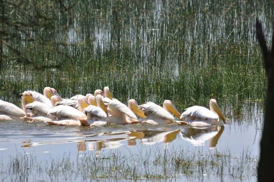 From Nairobi: Lake Nakuru National Park Full-Day Tour - Who will get the most from this tour