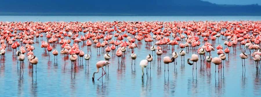 From Nairobi: Lakes Nakuru & Naivasha National Park Day Tour - Key points to know before booking