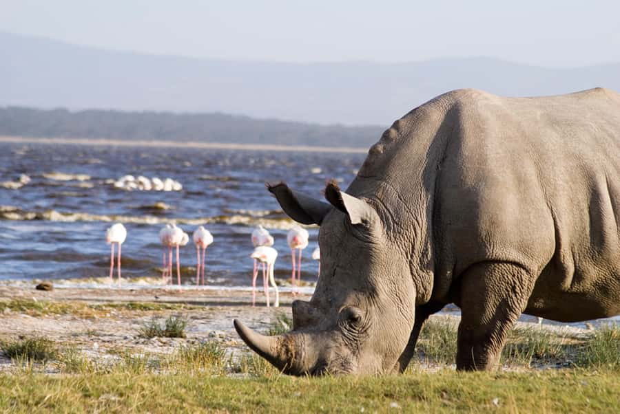 From Nairobi: Lakes Nakuru & Naivasha National Park Day Tour - Game-drive timing and what you may see
