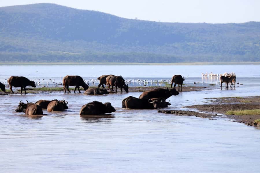 From Nairobi: Lakes Nakuru & Naivasha National Park Day Tour - Hippos, eagles, and the quieter side of safari