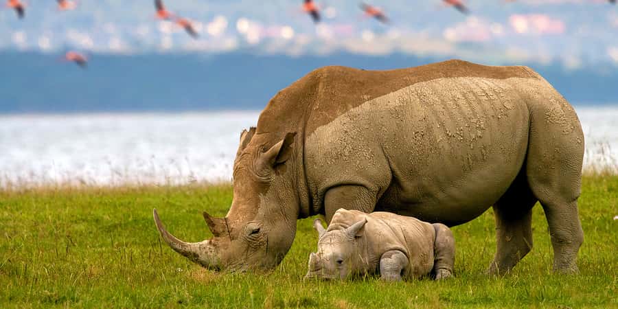 From Nairobi: Lakes Nakuru & Naivasha National Park Day Tour - Practical advice for making the day easier
