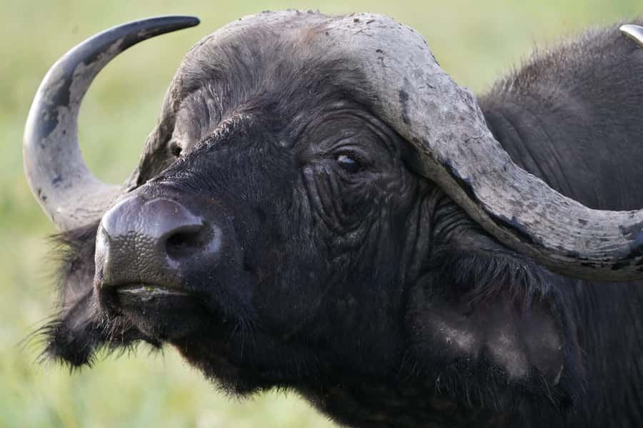 From Nairobi or Mombasa: Amboseli National Park 3 Day Tour - The safari van, guide, and private format