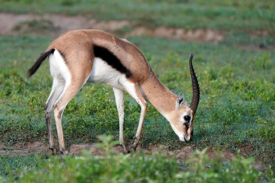 From Nairobi or Mombasa: Amboseli National Park 3 Day Tour - What the $1,115 price includes