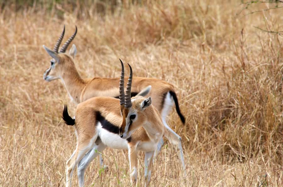 From Nairobi or Mombasa: Amboseli National Park 3 Day Tour - Should you book it?