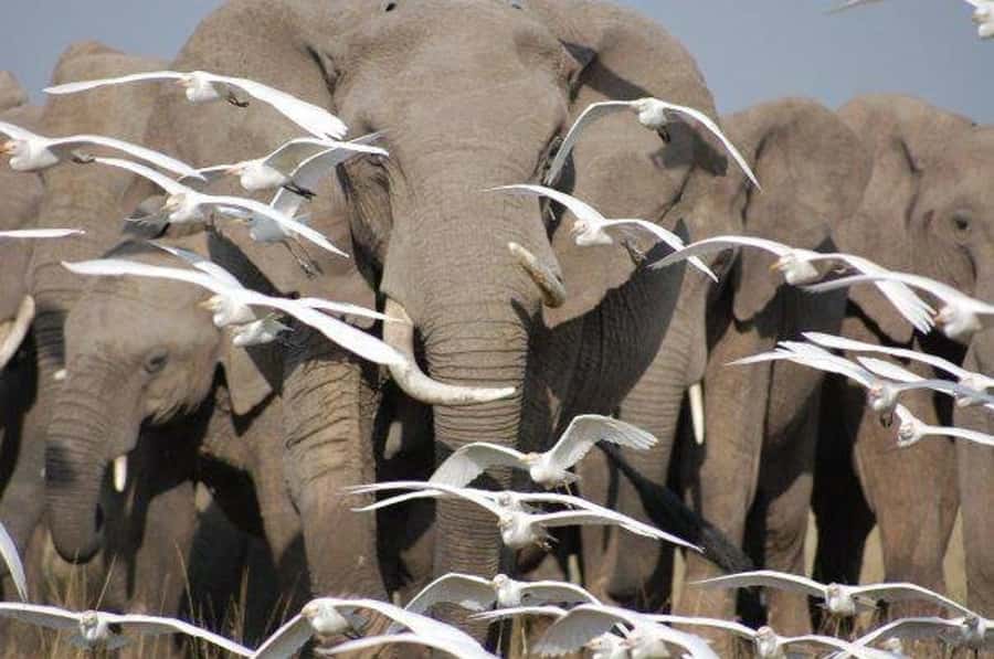 From Nairobi or Mombasa: Amboseli National Park 3 Day Tour - Day 2: Kilimanjaro at first light