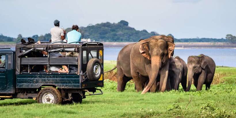 From Negombo: Minneriya National Park Safari Tour - Key points to know before booking