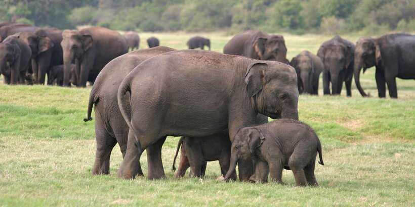 From Negombo: Minneriya National Park Safari Tour - Should you book it?