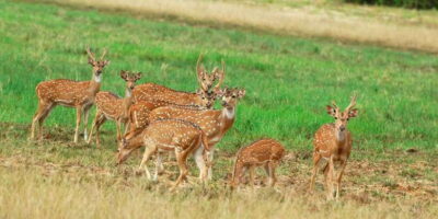 From Negombo: Minneriya National Park Safari Tour