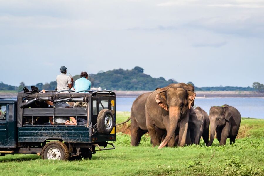 From Negombo: Minneriya National Park Safari Tour - Wildlife expectations: elephants first, rare sightings second