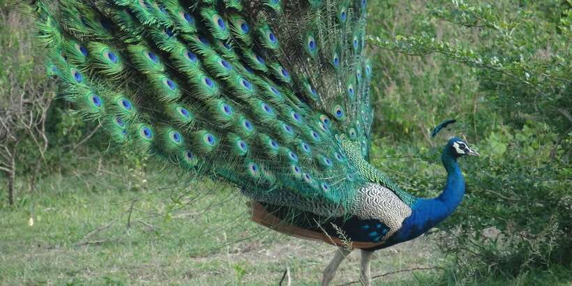 From Negombo: Minneriya National Park Safari Tour - The 45-minute restaurant stop