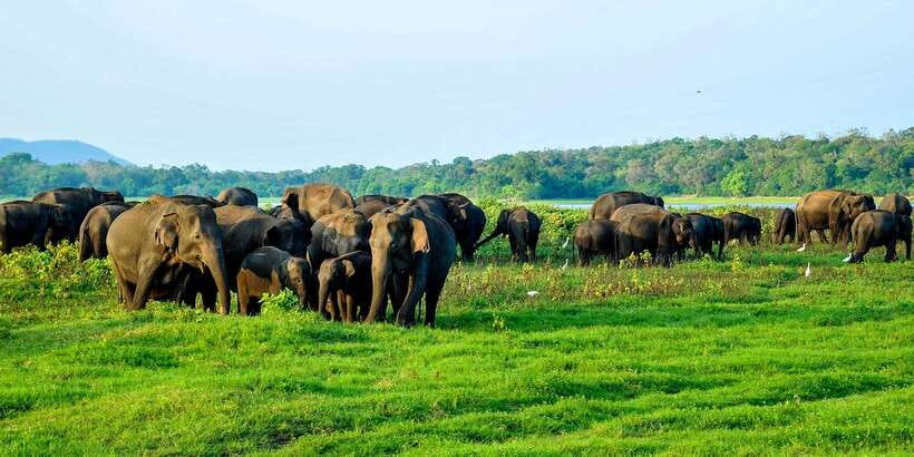 From Negombo: Minneriya National Park Safari Tour - What the $105 price really covers