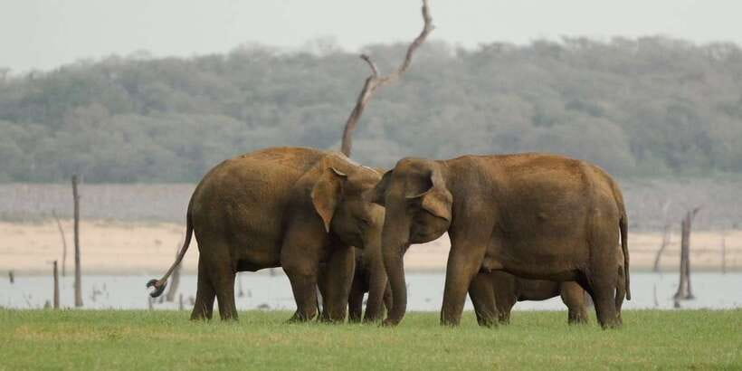 From Negombo: Minneriya National Park Safari Tour - The practical details that shape the day