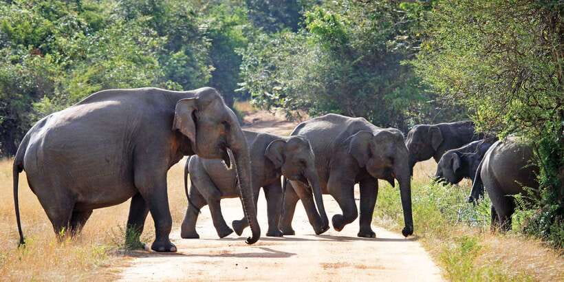 From Negombo: Minneriya National Park Safari Tour - Who should book this safari?