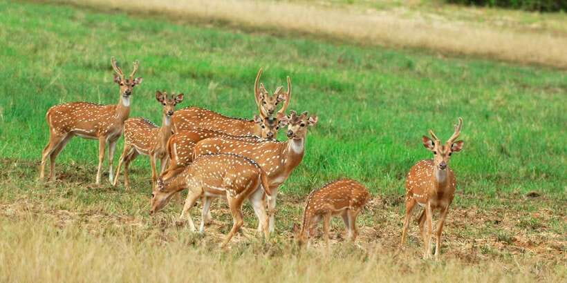 From Negombo: Minneriya National Park Safari Tour - Leaving Negombo at 8:00 AM
