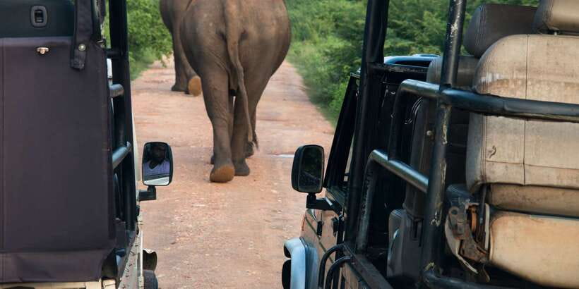 From Negombo: Wilpattu National Park Safari Guided Day Tour - Key points before you book