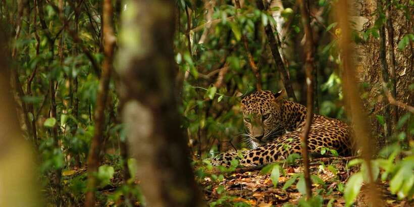 From Negombo: Wilpattu National Park Safari Guided Day Tour - Should you book the Wilpattu day tour from Negombo?