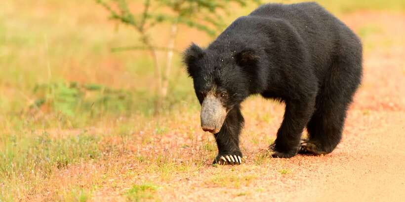 From Negombo: Wilpattu National Park Safari Guided Day Tour - The Wilpattu jeep safari