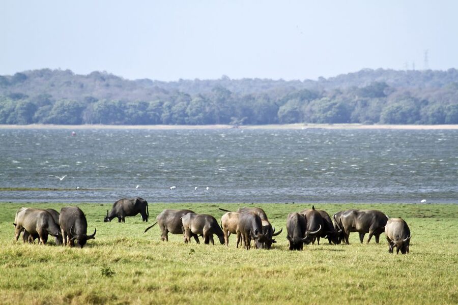 From Negombo: Wilpattu National Park Safari Guided Day Tour - Animals you might see around the villus