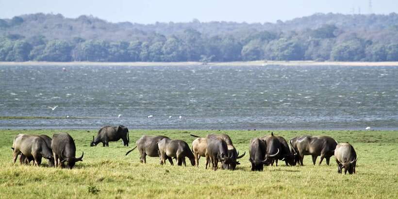 From Negombo: Wilpattu National Park Safari Guided Day Tour - Is $105 good value from Negombo?