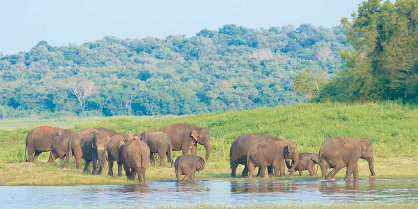 From Negombo: Wilpattu National Park Safari Guided Day Tour - Timing, comfort, and practical limits