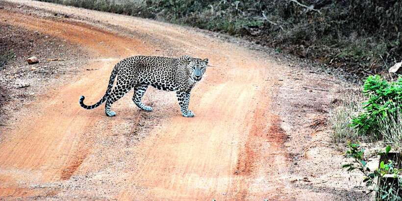 From Negombo: Wilpattu National Park Safari Guided Day Tour - Who should choose this safari?