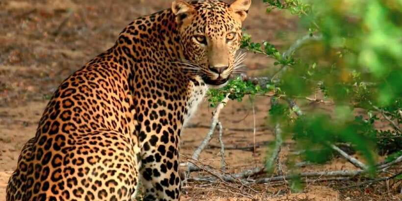 From Negombo: Wilpattu National Park Safari Guided Day Tour - The Negombo pickup and the long road north