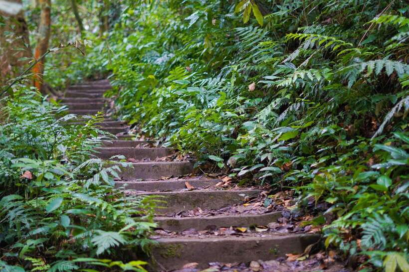 From Ninh Binh: Cuc Phuong National Park 1-Day Small Group - Choosing the 1,000-year-old tree walk