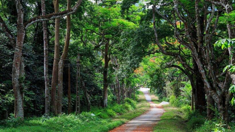 From Ninh Binh: Cuc Phuong National Park 1-Day Small Group - The 8:30 a.m. pickup and ride from Ninh Binh