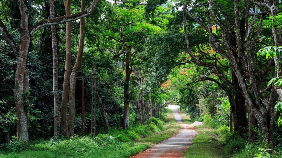 From Ninh Binh: Visit Cuc Phuong National Park - Van Long - Into Cuc Phuong’s primary forest