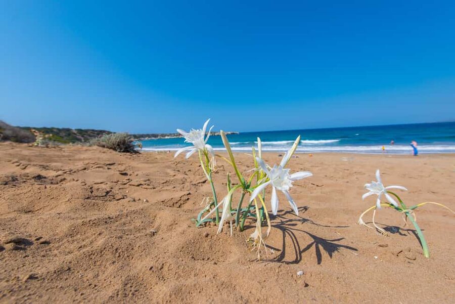 From Paphos or Limassol: Akamas National Park Jeep Safari - Key points to know before booking