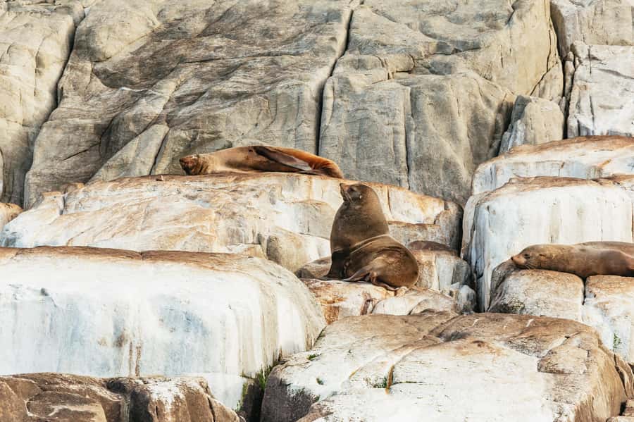 From Port Arthur: Tasman Island Wilderness Cruise - Why this Port Arthur cruise is so memorable