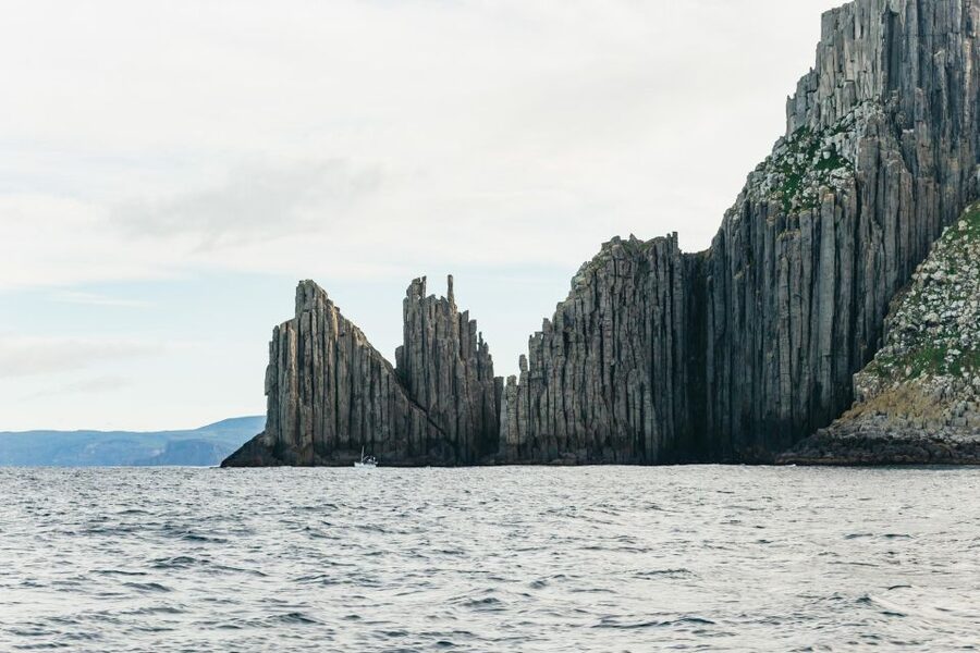 From Port Arthur: Tasman Island Wilderness Cruise - Wildlife: seals, dolphins, birds, and migrating whales