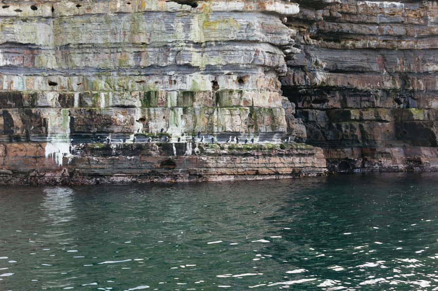 From Port Arthur: Tasman Island Wilderness Cruise - The guides, commentary, and onboard atmosphere