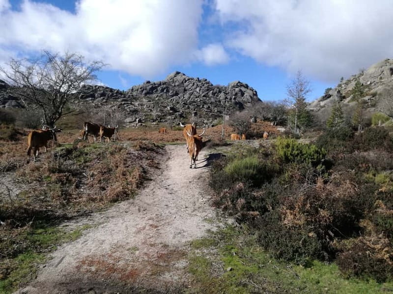 From Porto: Hike & Swim in Gerês National Park - Why Gerês makes a good break from Porto