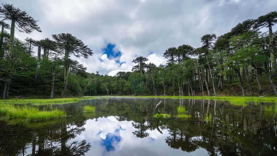 From Pucón: Huerquehue National Park Hiking Tour - Four lakes, four different moods