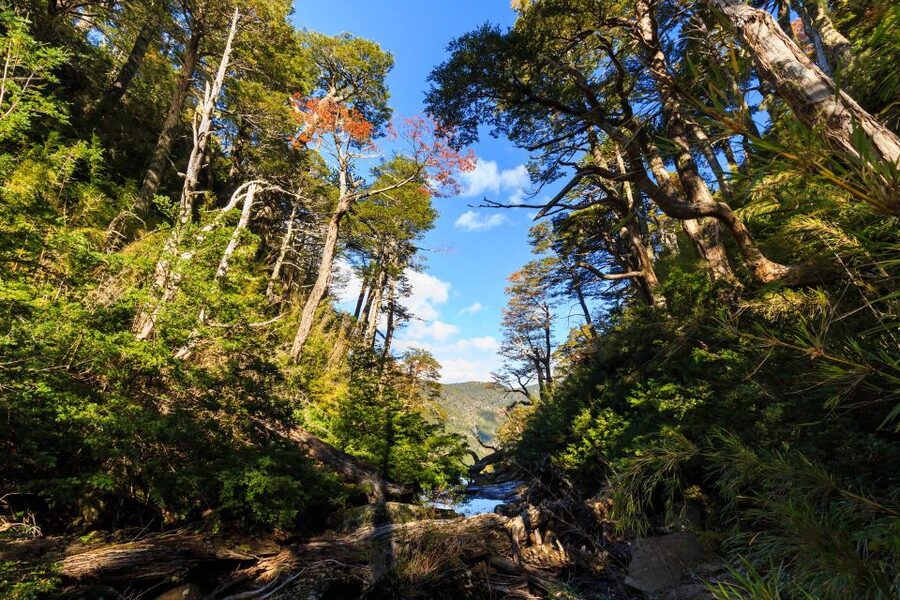 From Pucón: Huerquehue National Park Hiking Tour - Timing, transport, and what to pack