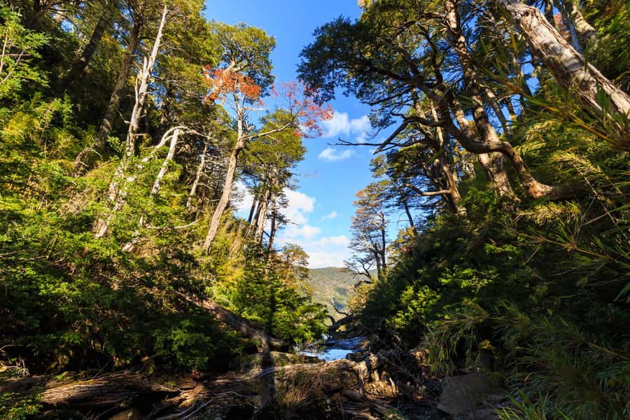 From Pucón: Huerquehue National Park Hiking Tour - The climb from 780 to 1,350 meters