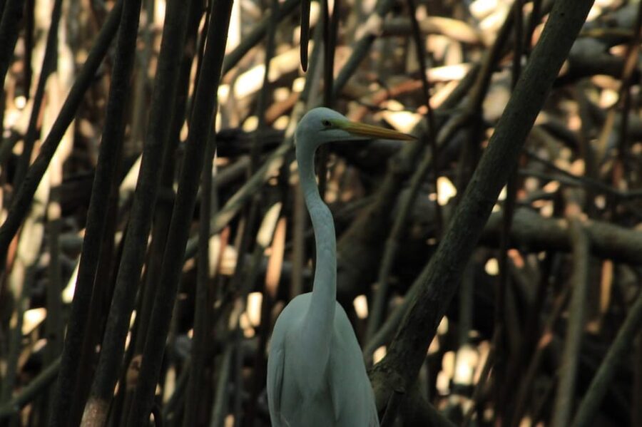 From Puerto Escondido: Day Trip to Chacahua National Park - Guide quality and group atmosphere