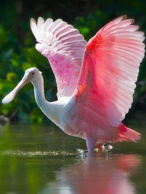 From Puerto Escondido: Day Trip to Chacahua National Park - Who should book this Chacahua trip
