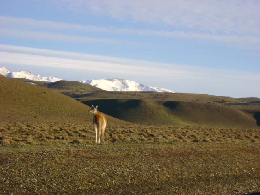 From Puerto Natales: Torres del Paine National Park Trip - Salto Grande adds a short walk and a close view of the Cuernos