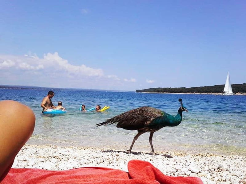 From Pula: Island Stop and National Park Day Cruise - A coastal look at all 14 Brijuni islands