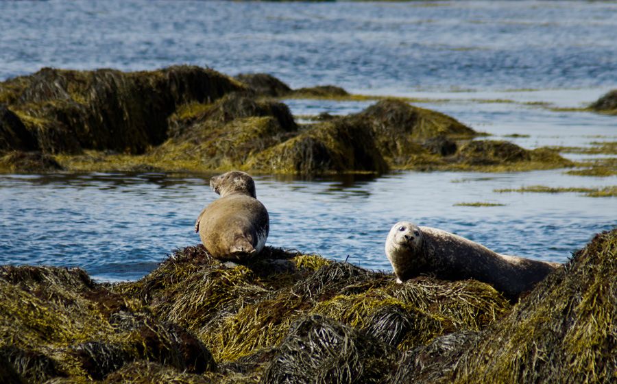From Reykjavik: Snaefellsnes National Park - Small Group - Why Snæfellsnes earns its Iceland in Miniature name