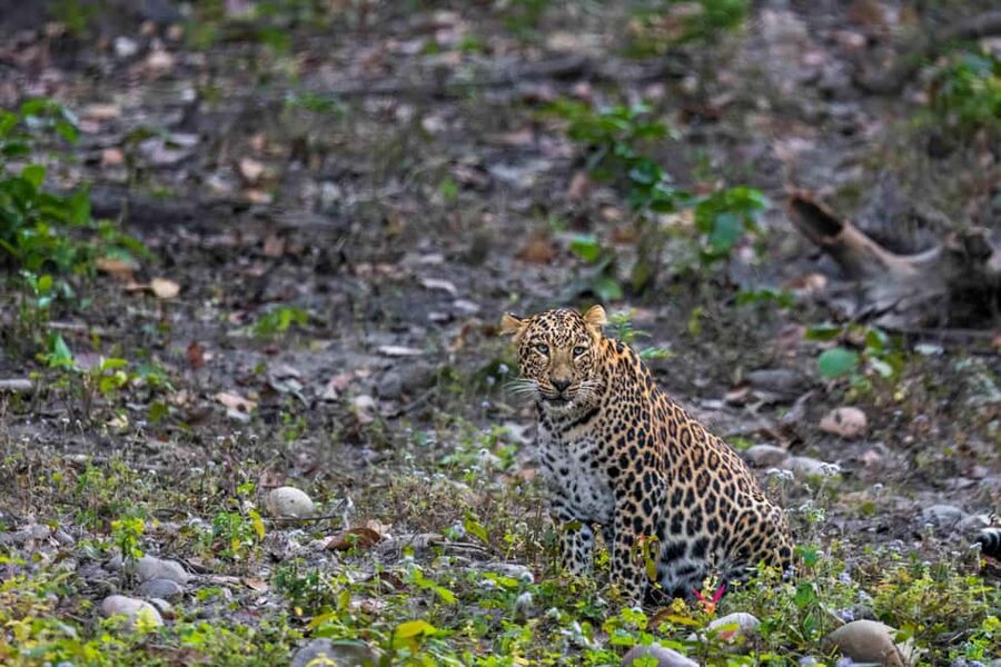 From Rishikesh: Rajaji National Park Half-Day Tour - Why the private format matters
