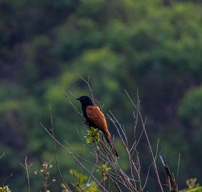 From Rishikesh: Rajaji National Park Half-Day Tour - Is $96 good value?