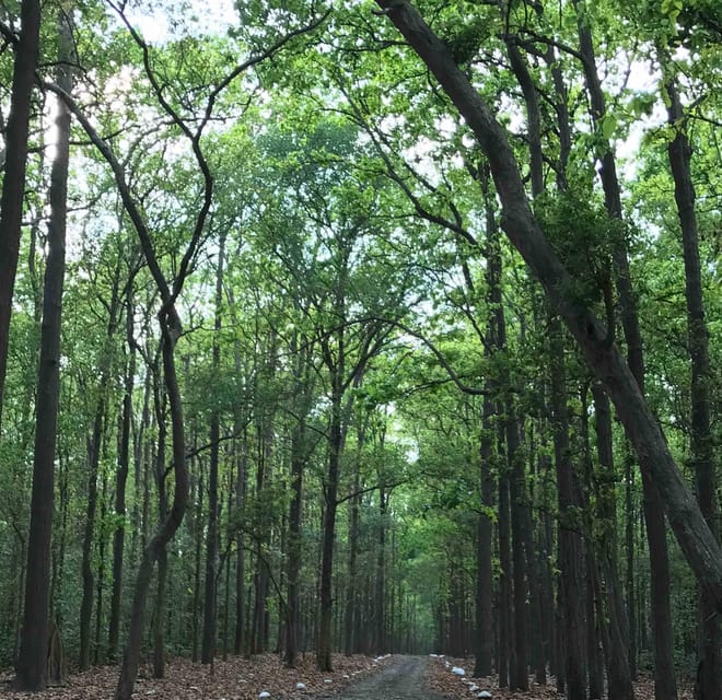 From Rishikesh: Rajaji National Park Half-Day Tour - The best season for Rajaji National Park