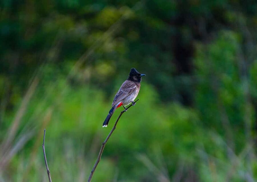 From Rishikesh: Rajaji National Park Half-Day Tour - Who should book this Rajaji safari?
