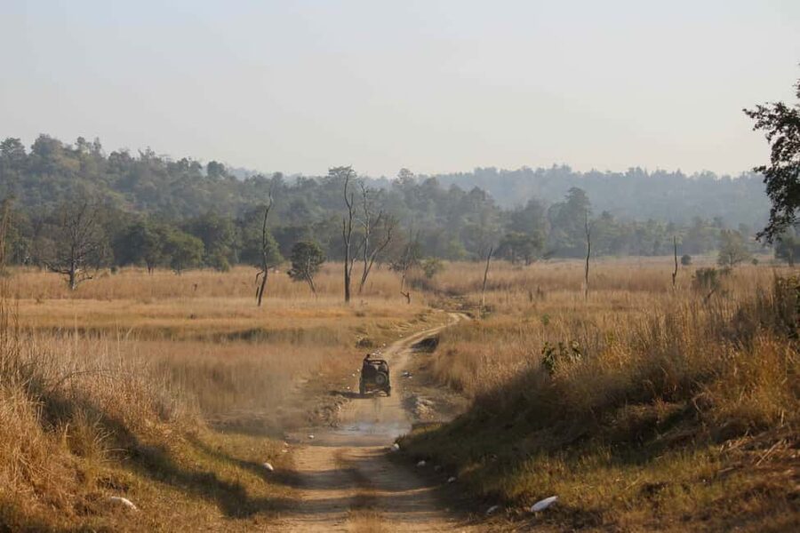 From Rishikesh: Rajaji National Park Half-Day Tour - The safari drive and what you may see