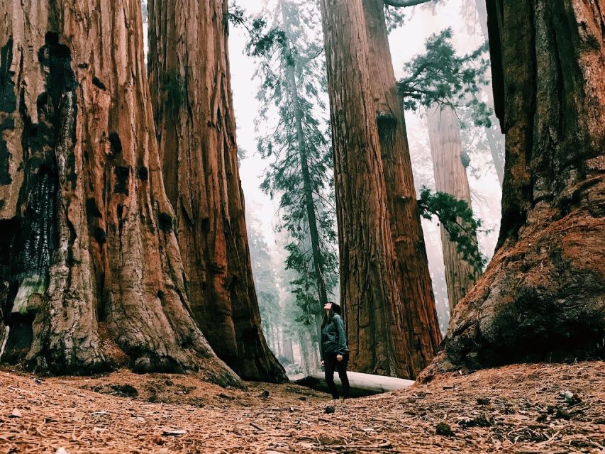 From San Francisco: Day Trip to Yosemite National Park - The return to San Francisco